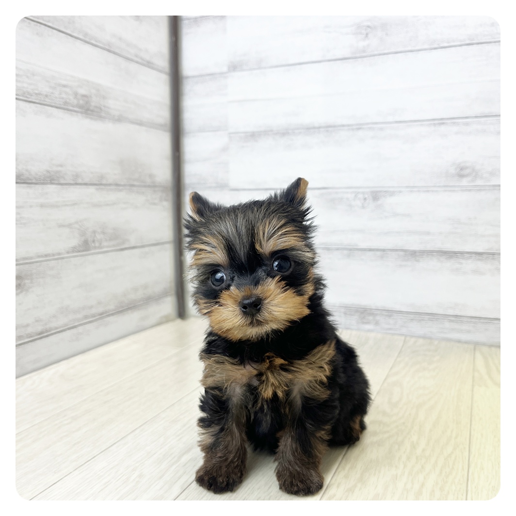 愛知県のヨークシャーテリア (犬の家＆猫の里MiO香久山店/2026年5月24日生まれ/女の子/スチールブルータン)の子犬の3枚目の画像