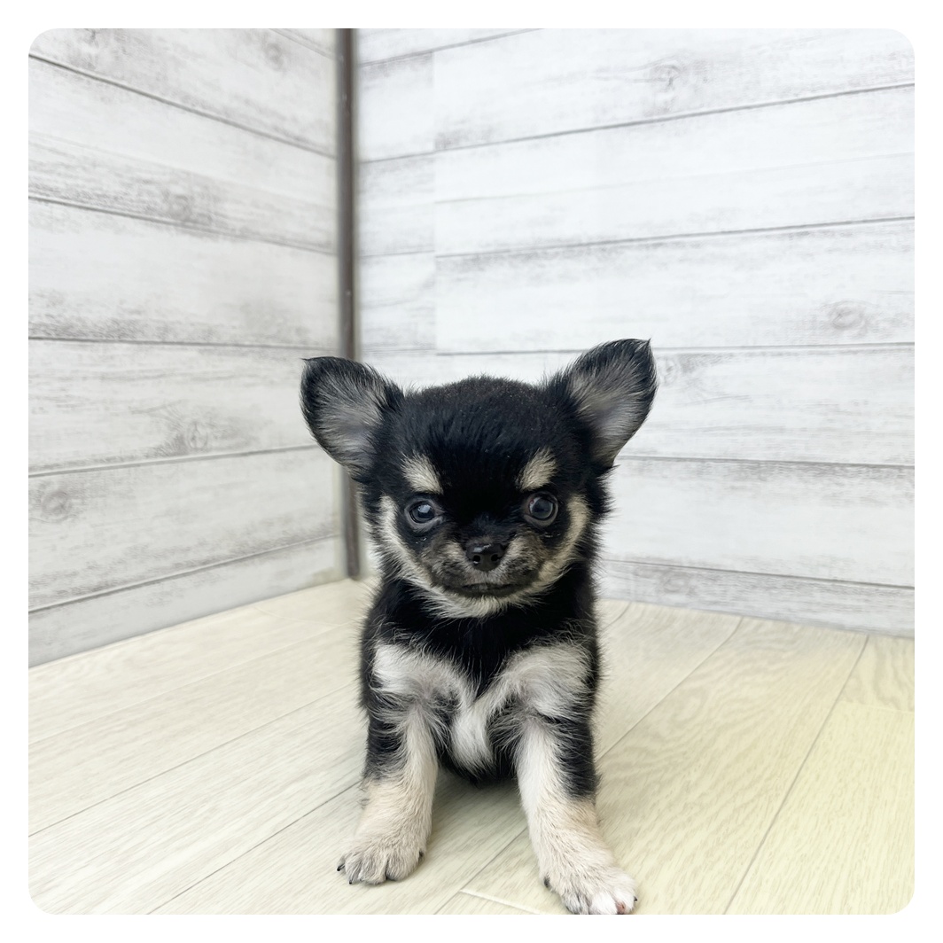 愛知県のチワワ(ロング) (犬の家＆猫の里MiO香久山店/2026年5月27日生まれ/女の子/ブラッククリーム)の子犬の4枚目の画像