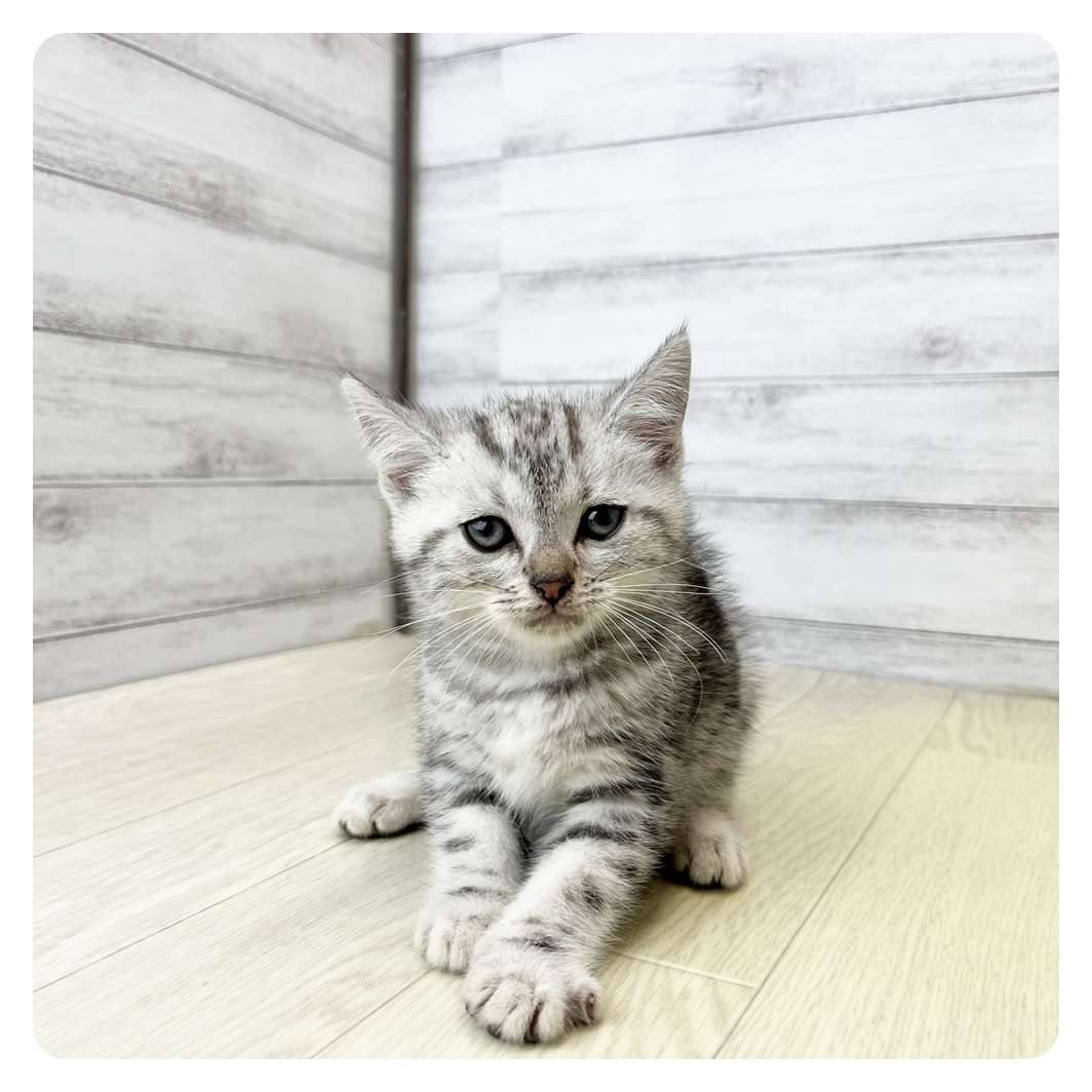 愛知県のアメリカンショートヘアー (犬の家＆猫の里アミーゴ神の倉店/2026年5月25日生まれ/男の子/シルバータビー)の子猫
