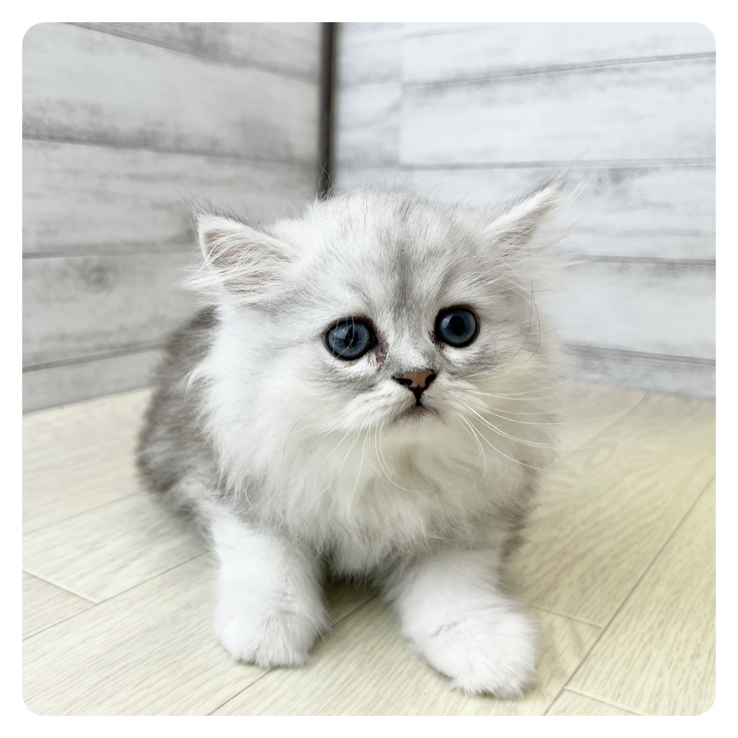 愛知県のペルシャ (犬の家＆猫の里岡崎店/2026年5月21日生まれ/男の子/チンチラシルバー)の子猫