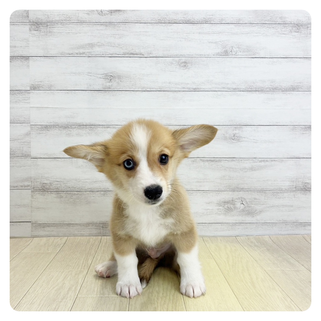 石川県のウェルシュコーギーペンブローク (犬の家＆猫の里金沢店/2026年5月26日生まれ/男の子/レッドホワイト)の子犬