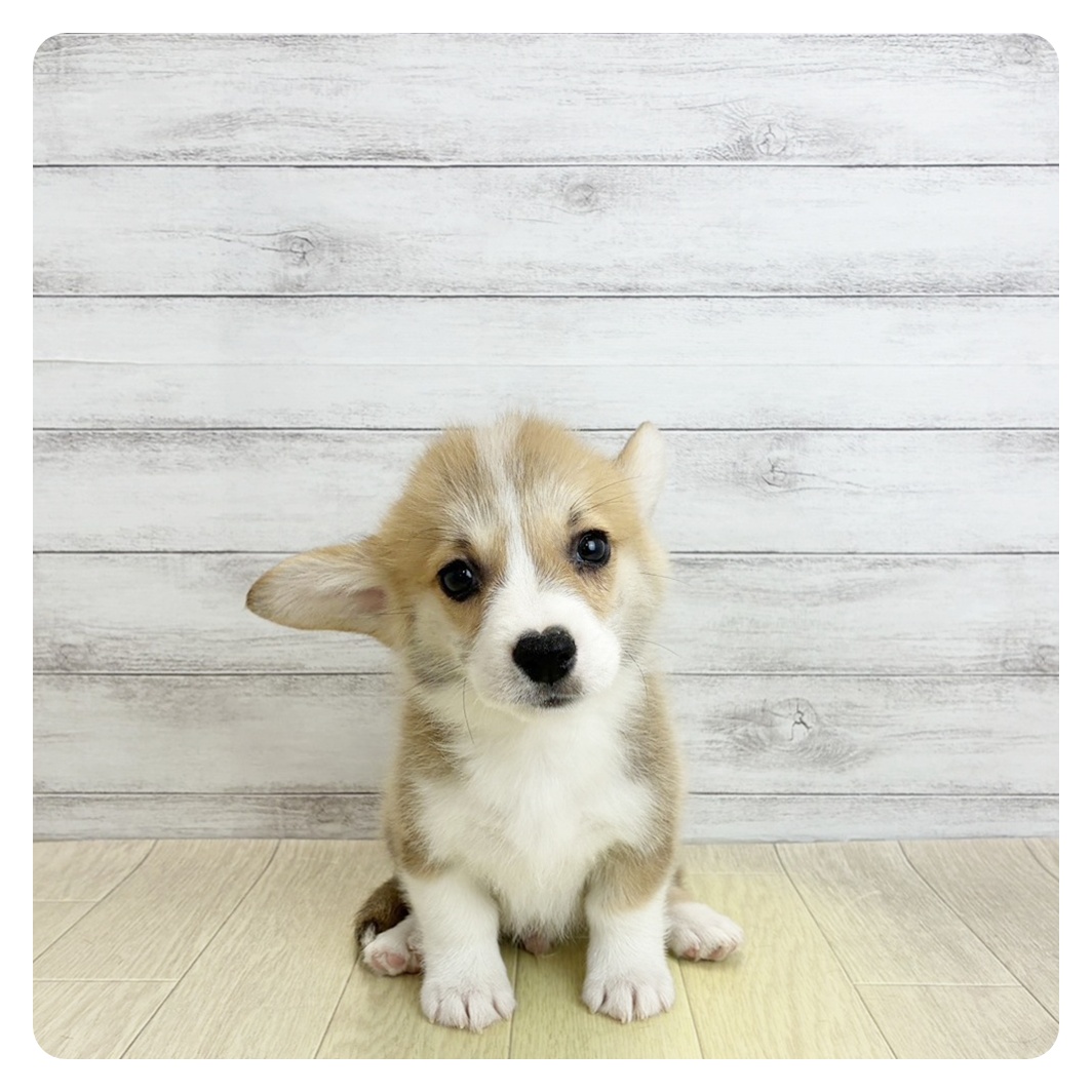 福井県のウェルシュコーギーペンブローク (犬の家＆猫の里アミーゴ福井大和田店/2026年5月26日生まれ/男の子/レッドホワイト)の子犬の4枚目の画像