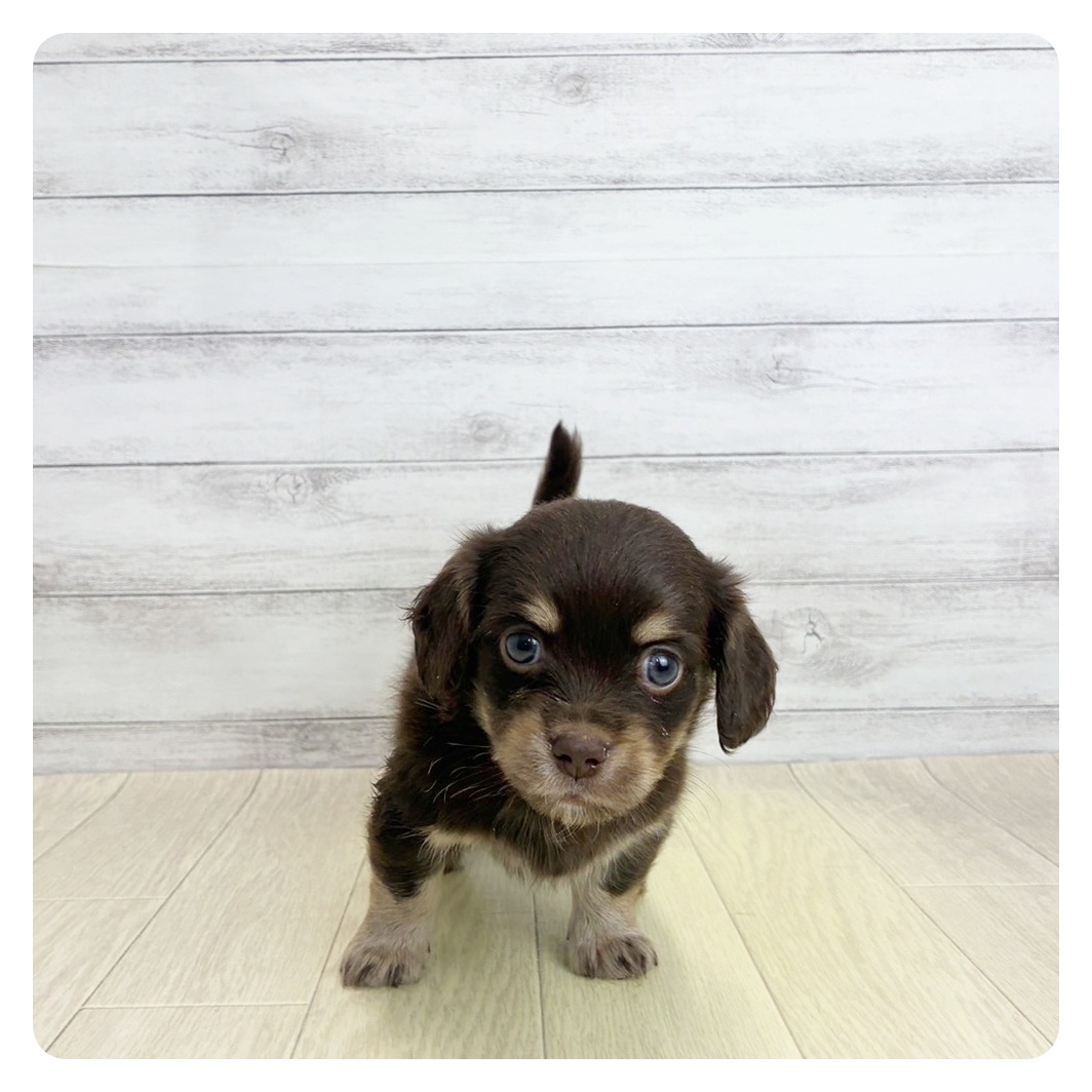 愛知県のチワックス(チワワ×ダックス) (犬の家＆猫の里春日井本店/2026年5月27日生まれ/男の子/チョコレートイエロー)の子犬