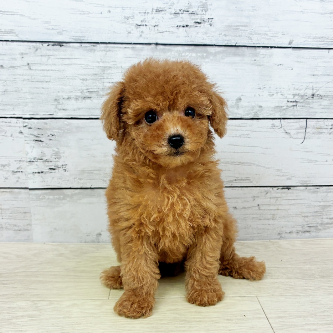 兵庫県のトイプードル(トイ) (犬の家＆猫の里川西店/2026年5月28日生まれ/女の子/オレンジフォーン)の子犬