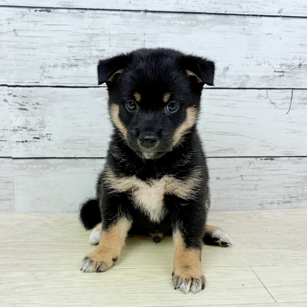 滋賀県の豆柴 (犬の家＆猫の里長浜店/2026年5月28日生まれ/男の子/黒)の子犬