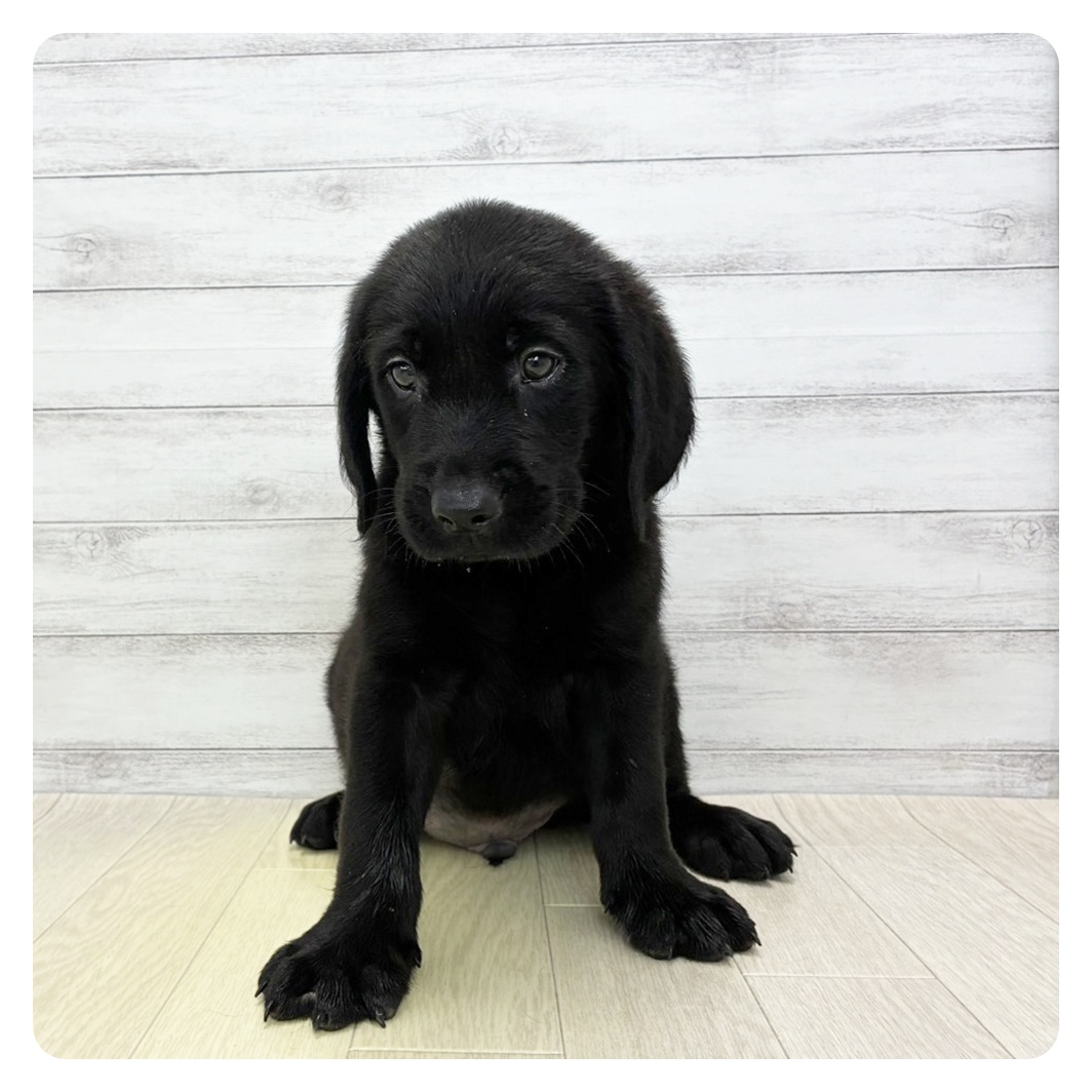 愛知県のハーフ犬・ミックス犬 (犬の家＆猫の里春日井本店/2026年5月27日生まれ/男の子/ブラック)の子犬