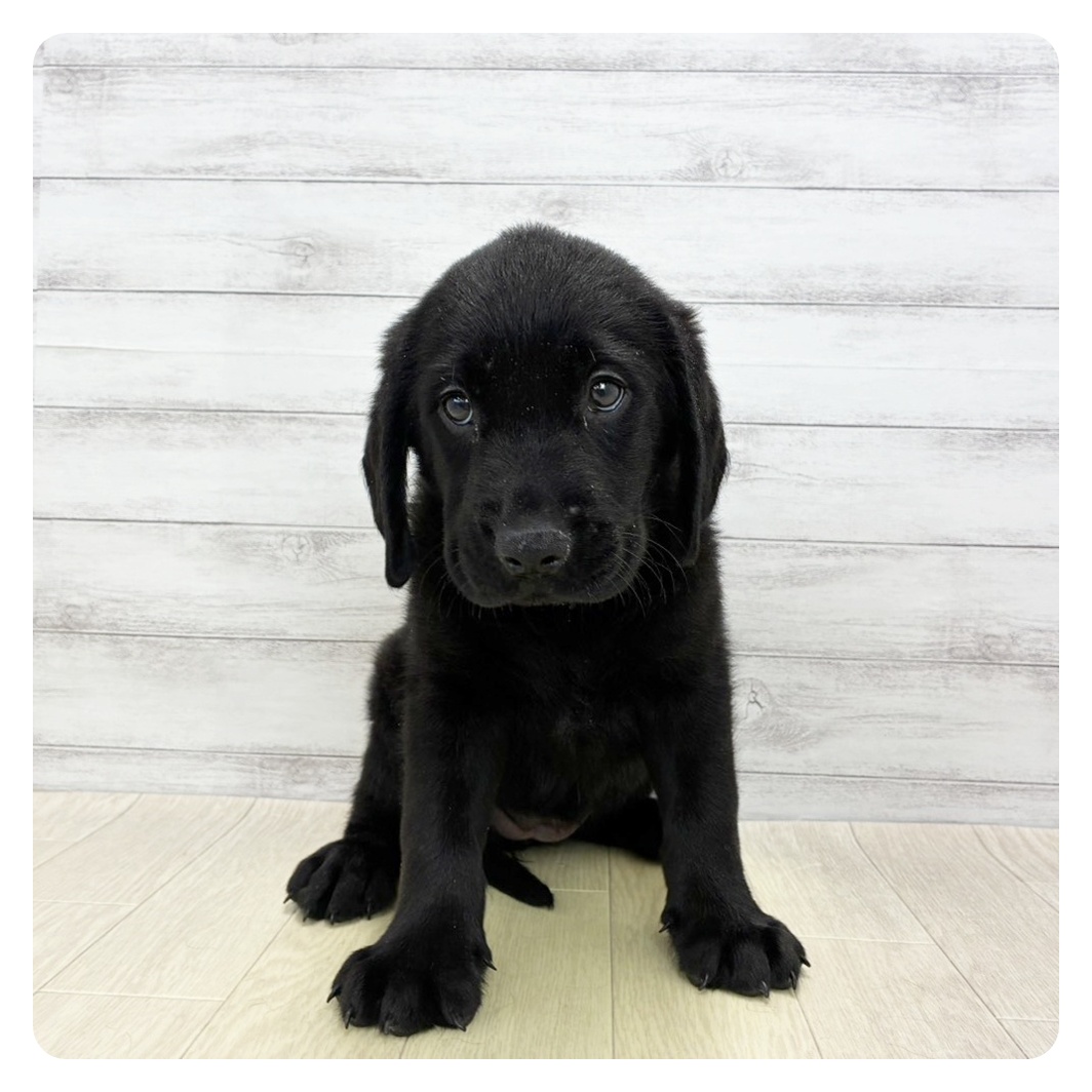 京都府のハーフ犬・ミックス犬 (犬の家＆猫の里京都精華店/2026年5月27日生まれ/女の子/ブラック)の子犬