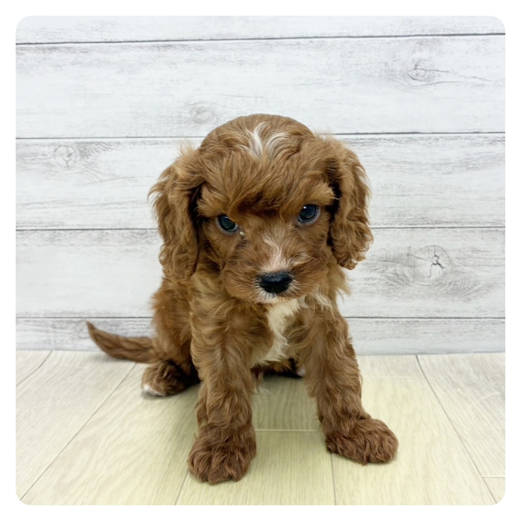愛知県のキャバプー(キャバリア×プードル) (犬の家＆猫の里春日井本店/2026年5月28日生まれ/男の子/レッドホワイト)の子犬