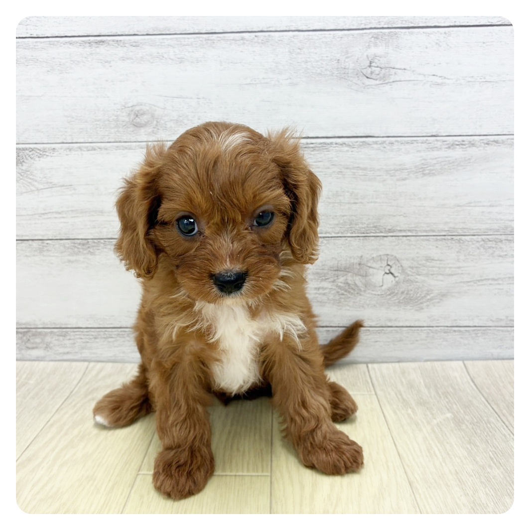 ハーフ犬女の子の写真