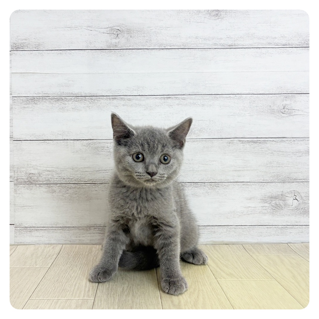 愛知県のブリティッシュショートヘアー (犬の家＆猫の里春日井本店/2026年5月23日生まれ/女の子/ブルー)の子猫