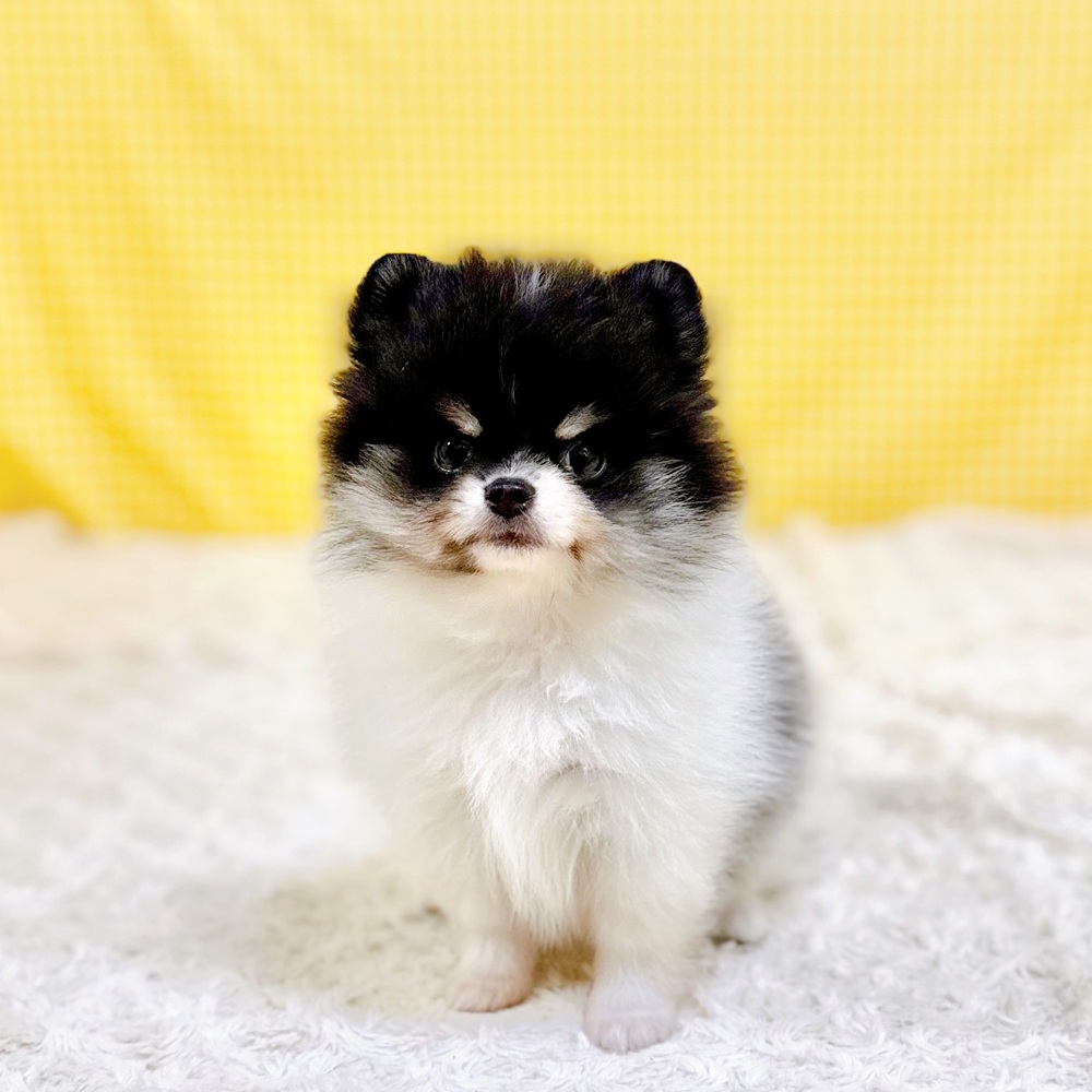 ハーフ犬女の子の写真