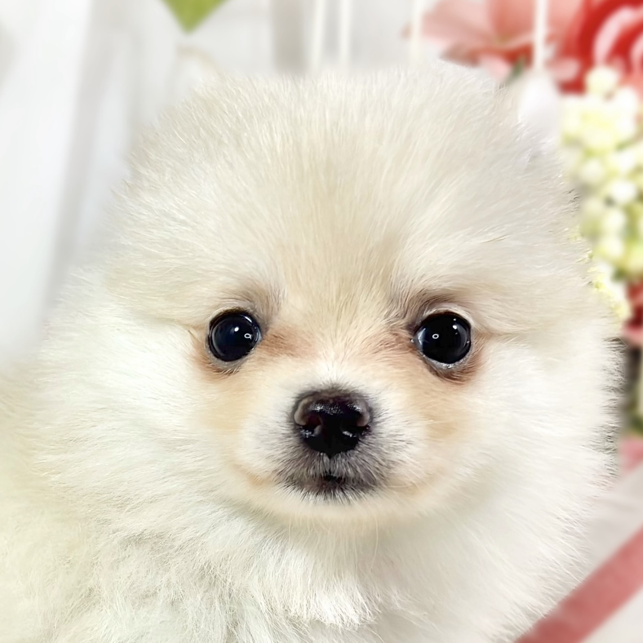 ハーフ犬女の子の写真