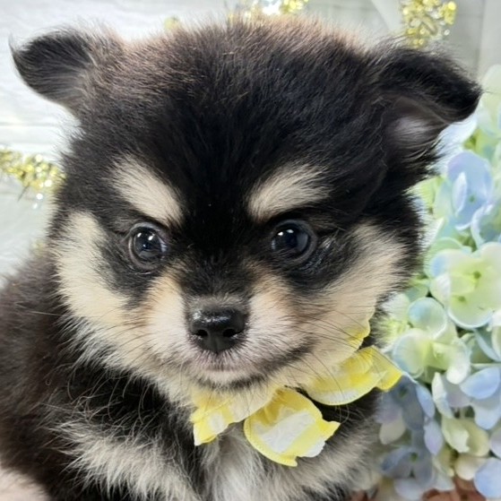 ハーフ犬男の子の写真