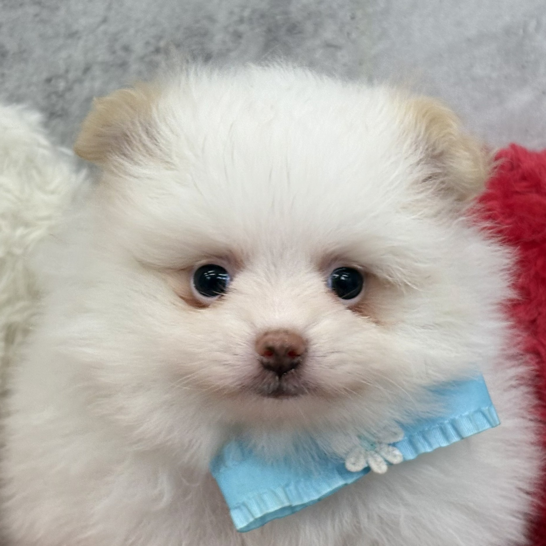愛知県のポメラニアン (犬の家＆猫の里春日井本店/2026年5月30日生まれ/男の子/パーティーカラー)の子犬