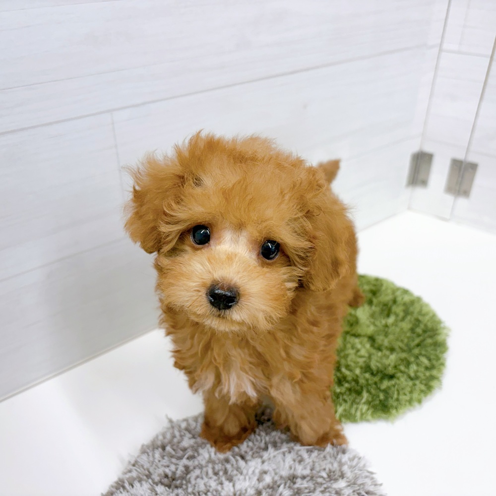 石川県のトイプードル(トイ) (犬の家＆猫の里アミーゴ金沢おこばた店/2026年5月25日生まれ/男の子/レッド)の子犬の1枚目の画像