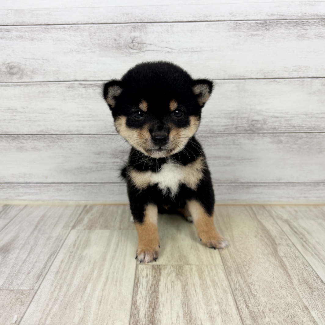 兵庫県の豆柴 (犬の家＆猫の里川西店/2026年5月29日生まれ/男の子/黒)の子犬