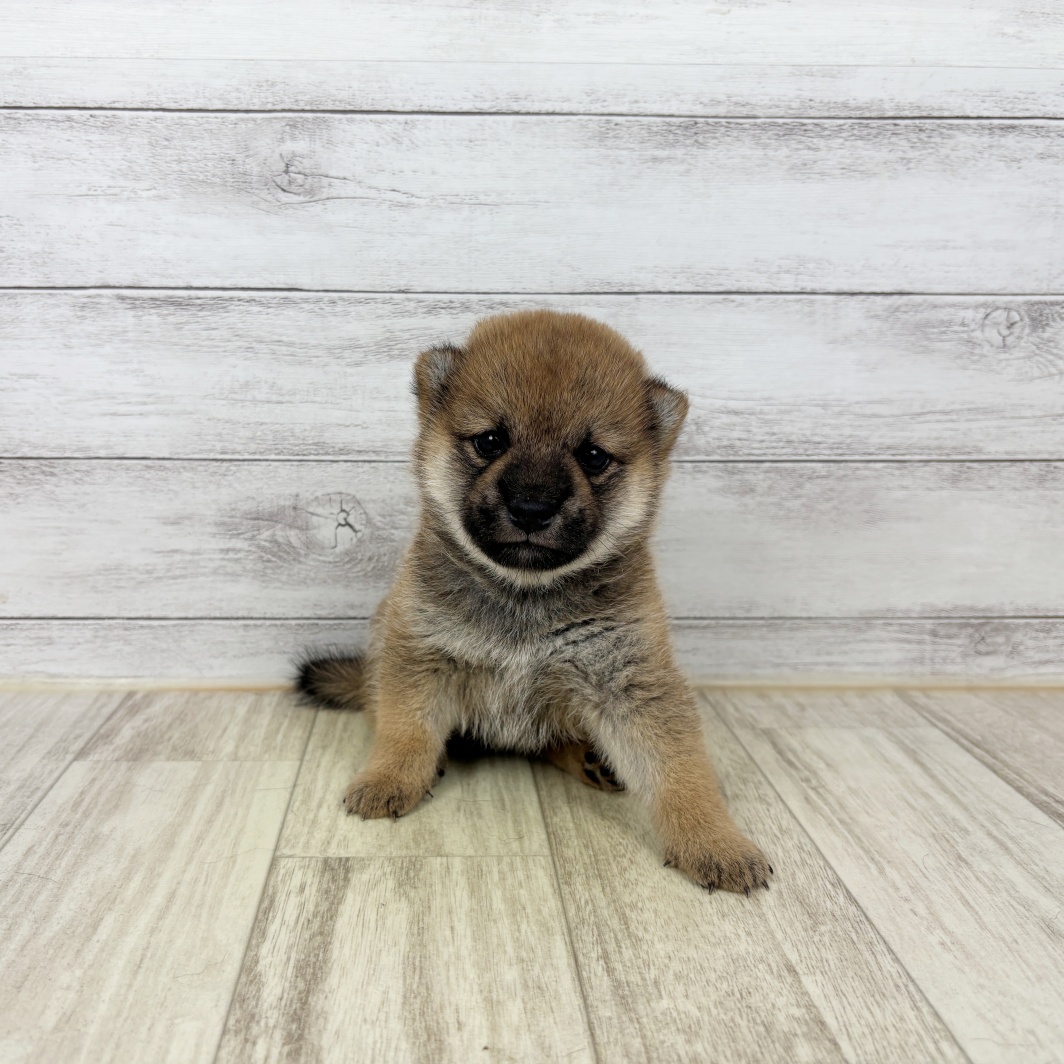 兵庫県の豆柴 (犬の家＆猫の里川西店/2026年5月31日生まれ/女の子/赤)の子犬