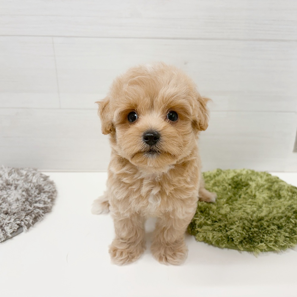 石川県のマルプー(マルチーズ×プードル) (犬の家＆猫の里アミーゴ金沢おこばた店/2026年5月30日生まれ/男の子/クリーム)の子犬の1枚目の画像