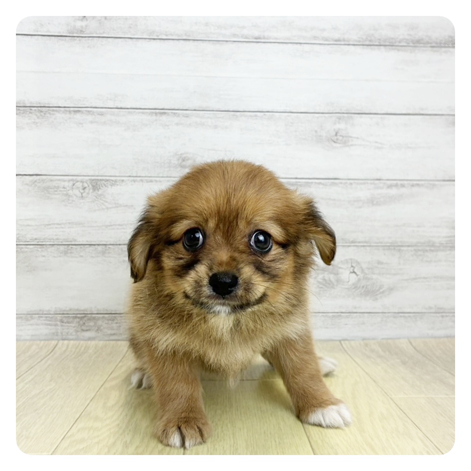 愛知県のハーフ犬・ミックス犬 (犬の家＆猫の里MEGAドン・キホーテ東海名和店/2026年5月30日生まれ/女の子/フォーンホワイト)の子犬