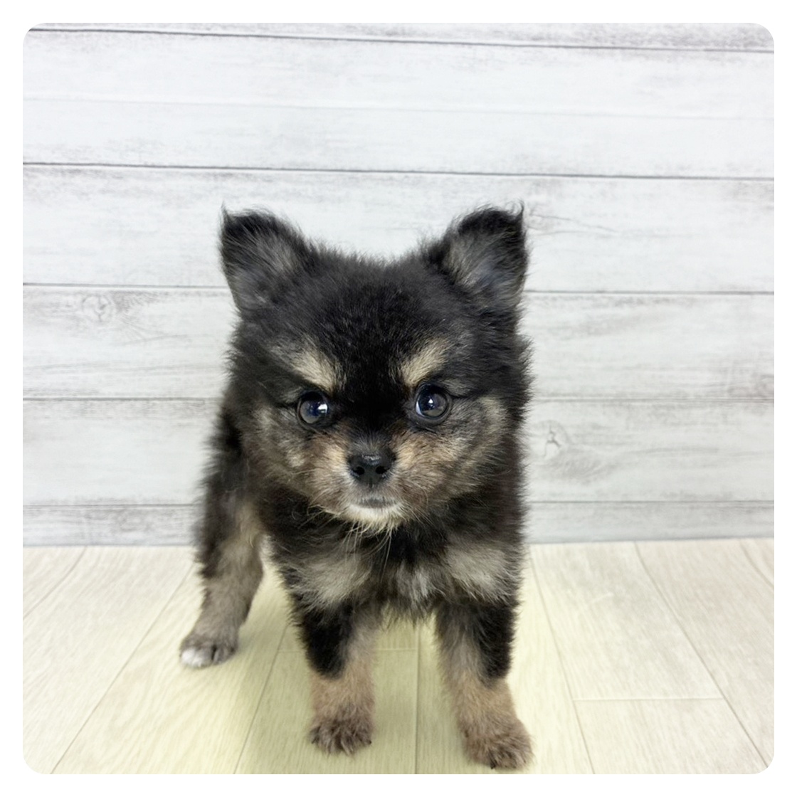 ハーフ犬男の子の写真