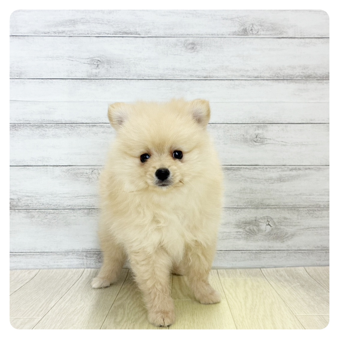 福井県のポメラニアン (犬の家＆猫の里アミーゴ福井大和田店/2026年5月30日生まれ/女の子/クリーム)の子犬