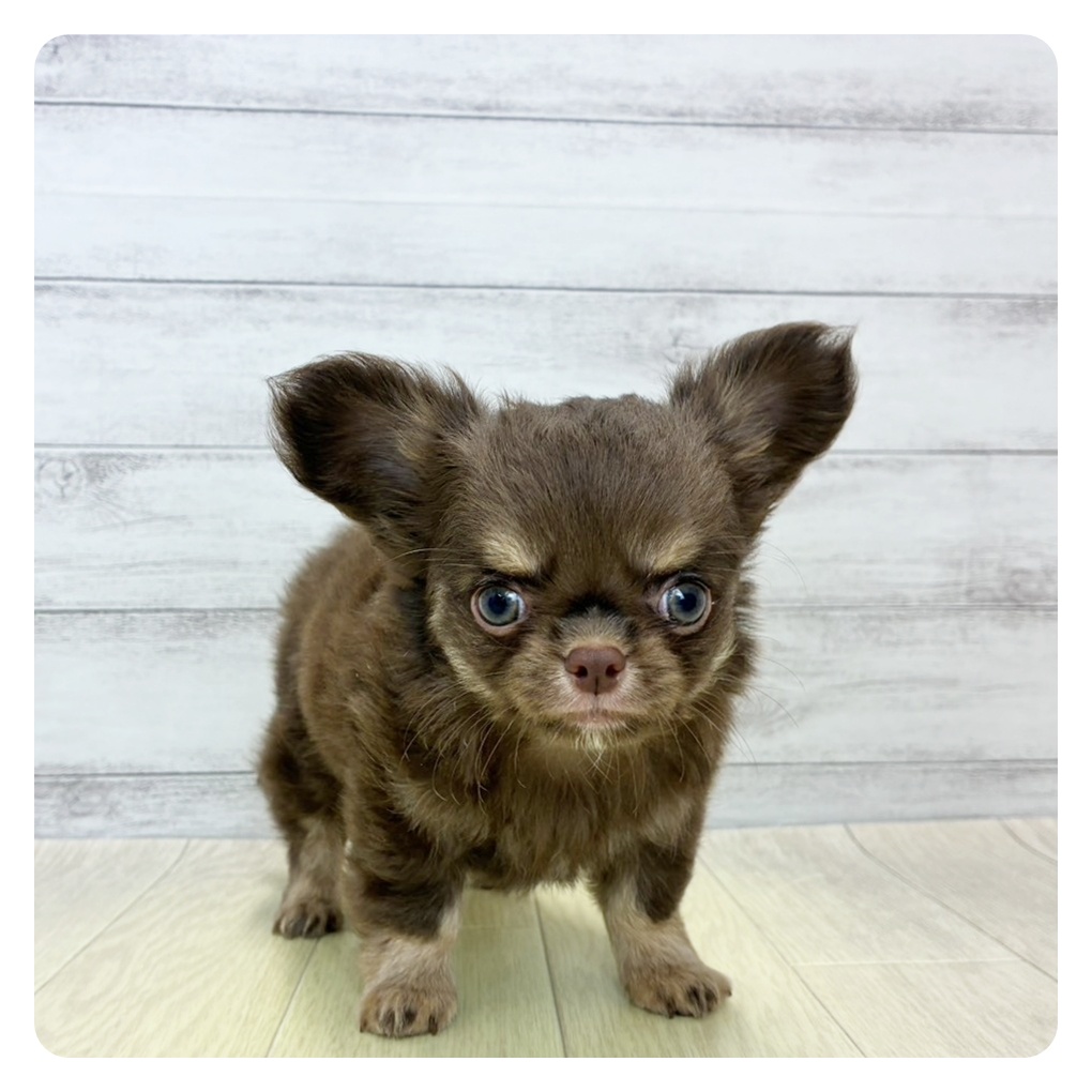 愛知県のチワワ(ロング) (犬の家＆猫の里MEGAドン・キホーテ東海名和店/2026年5月27日生まれ/男の子/チョコレートタン)の子犬