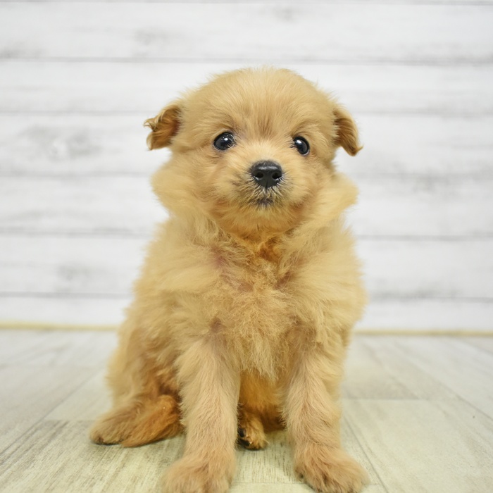 静岡県のポメプー(ポメラニアン×プードル) (犬の家＆猫の里藤枝店/2026年6月2日生まれ/女の子/クリーム)の子犬