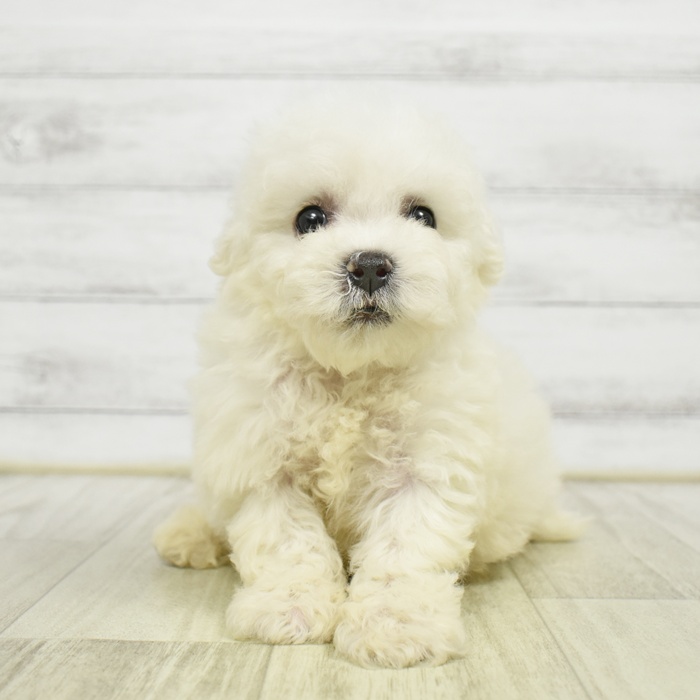 富山県のビションフリーゼ (犬の家＆猫の里アミーゴ高岡蓮花寺店/2026年6月1日生まれ/男の子/ホワイト)の子犬