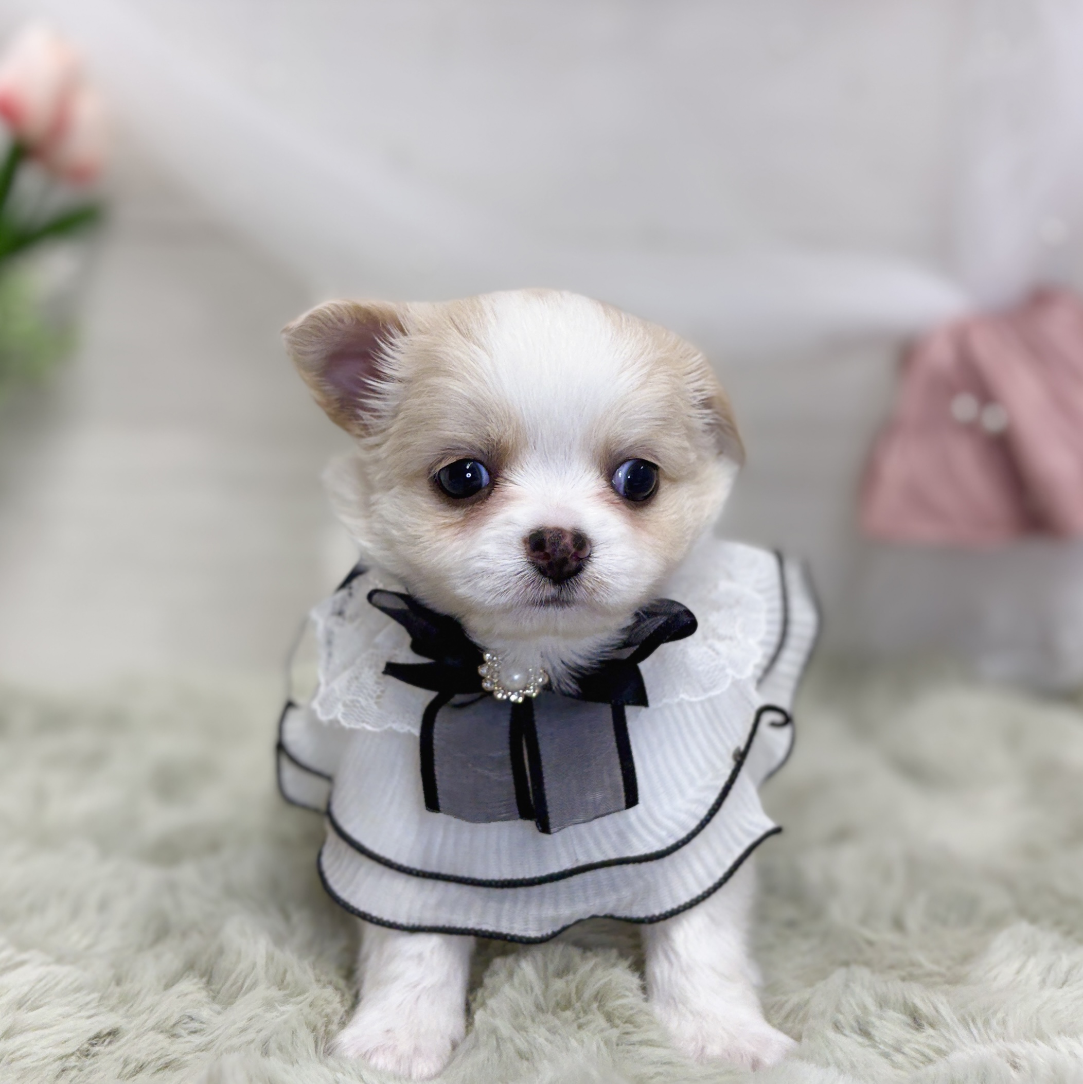 神奈川県のチワワ(ロング) (犬の家＆猫の里相模原店/2026年6月2日生まれ/男の子/クリームホワイト)の子犬の1枚目の画像