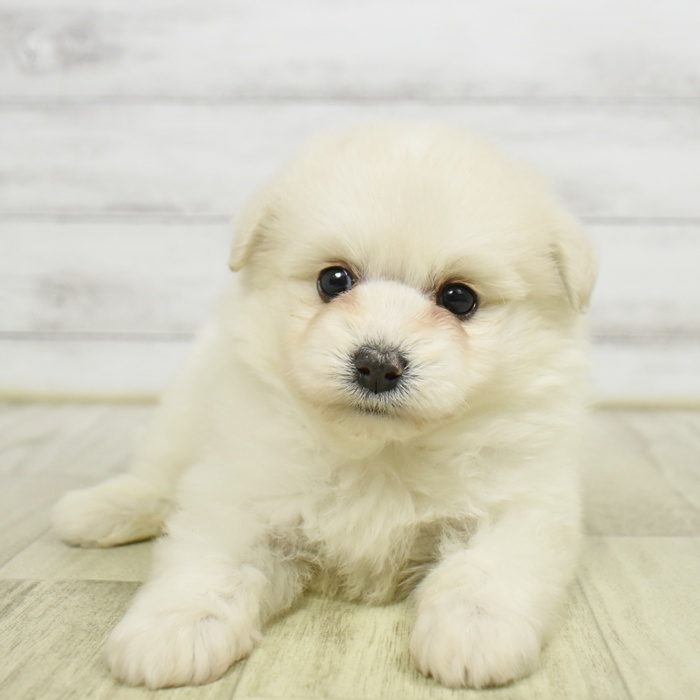 富山県のポメプー(ポメラニアン×プードル) (犬の家＆猫の里アミーゴ山室店/2026年6月2日生まれ/男の子/ホワイト)の子犬