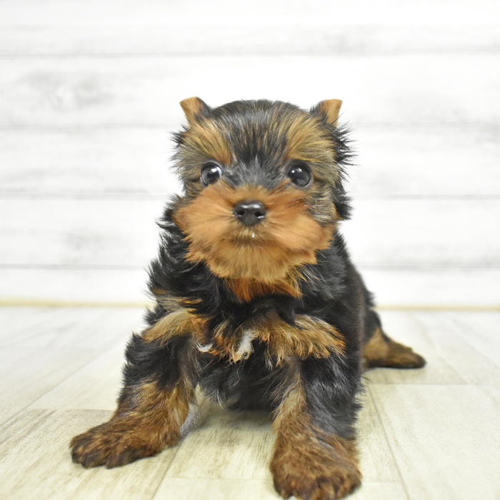 愛知県のヨークシャーテリア (犬の家＆猫の里豊田店/2026年6月1日生まれ/男の子/スチールブルータン)の子犬