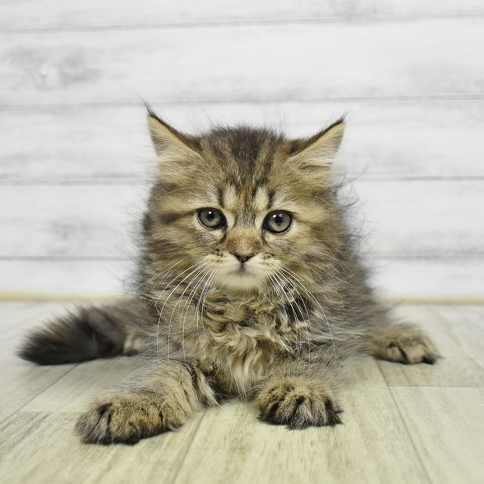 静岡県のラガマフィン (犬の家＆猫の里アミーゴ浜松和田店/2026年5月27日生まれ/女の子/ブラウンタビー)の子猫