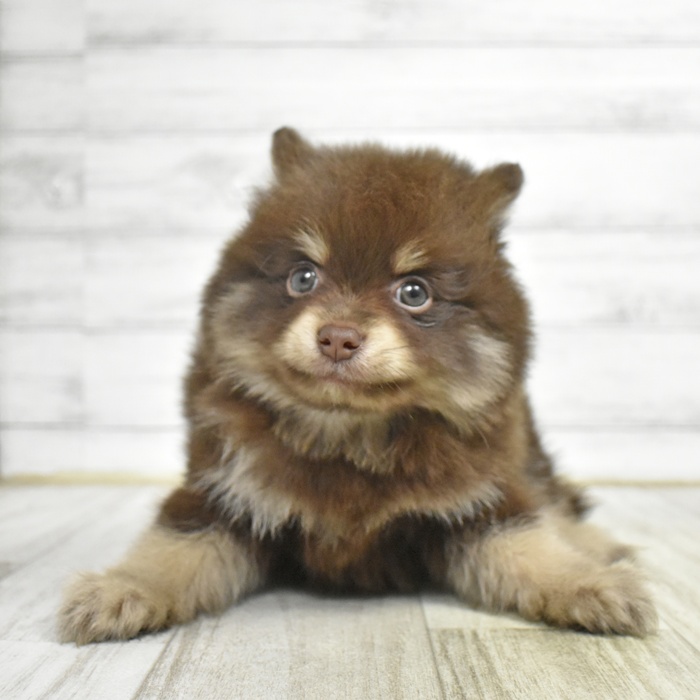 三重県のポメラニアン (犬の家＆猫の里三重桑名店/2026年6月2日生まれ/男の子/チョコレートタン)の子犬