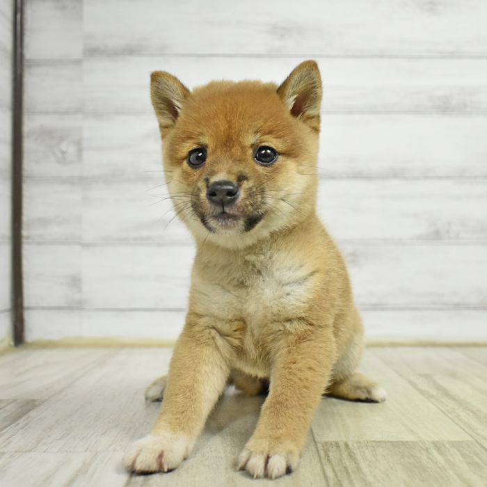 愛知県の豆柴 (犬の家＆猫の里安城店/2026年6月1日生まれ/女の子/赤)の子犬