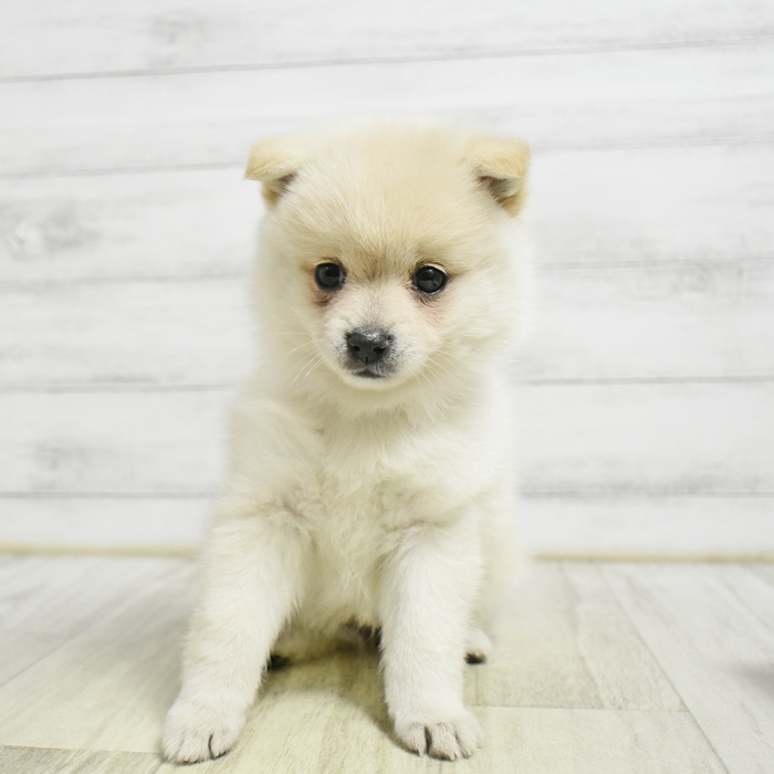 ハーフ犬女の子の写真