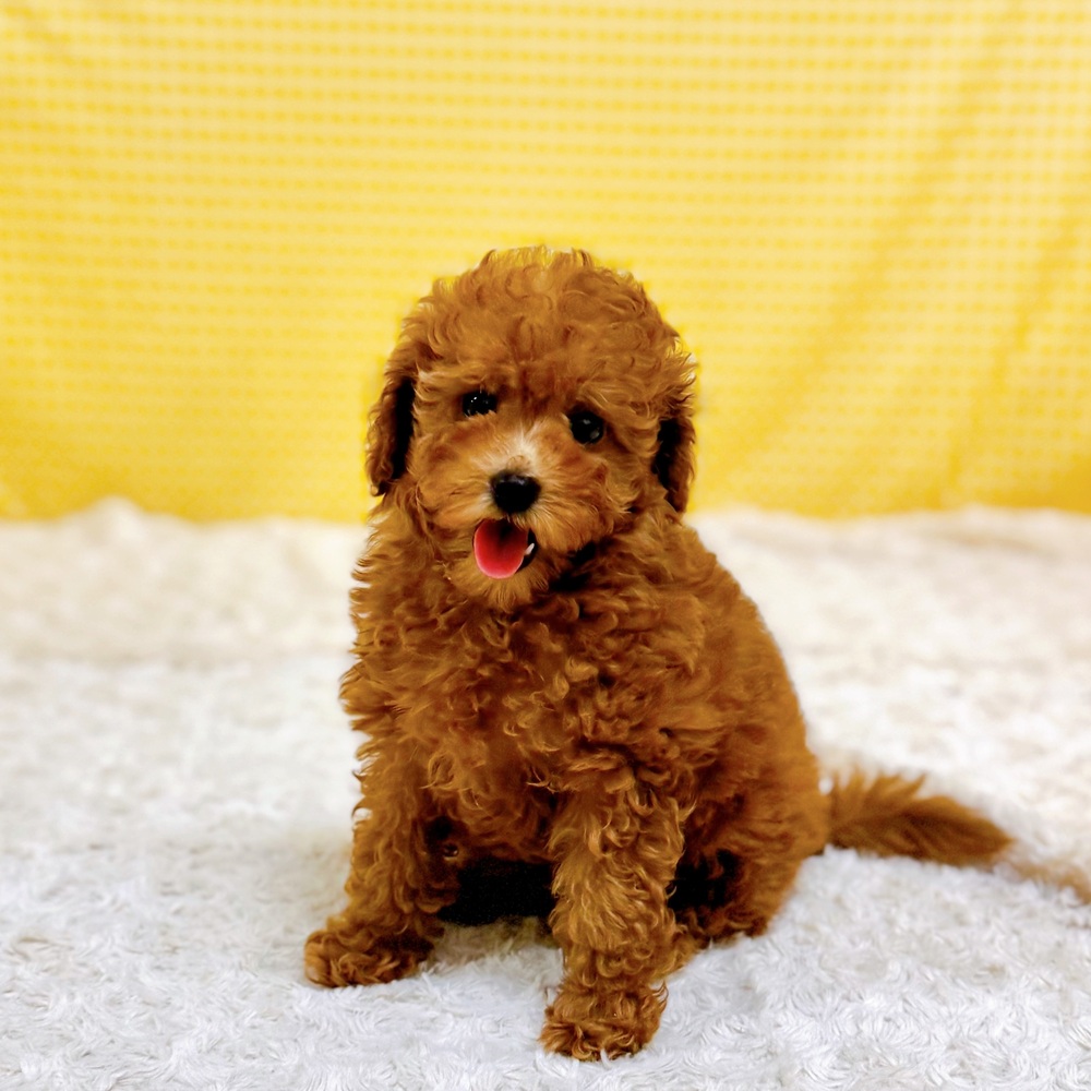 愛知県のトイプードル(トイ) (犬の家＆猫の里一宮店/2026年6月1日生まれ/女の子/レッドフォーン)の子犬の1枚目の画像