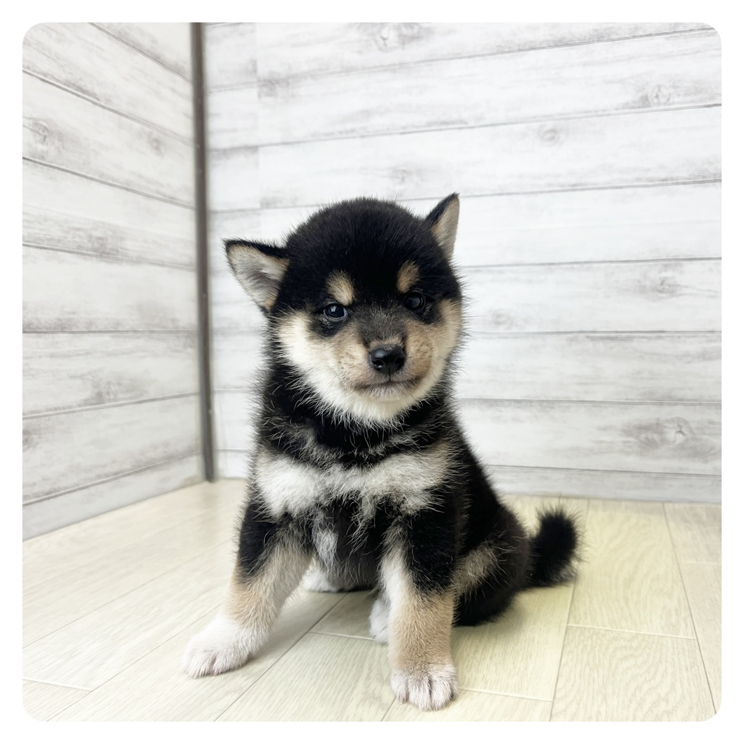 愛知県の柴犬(標準サイズ) (犬の家＆猫の里MEGAドン・キホーテ東海名和店/2026年6月2日生まれ/男の子/黒)の子犬