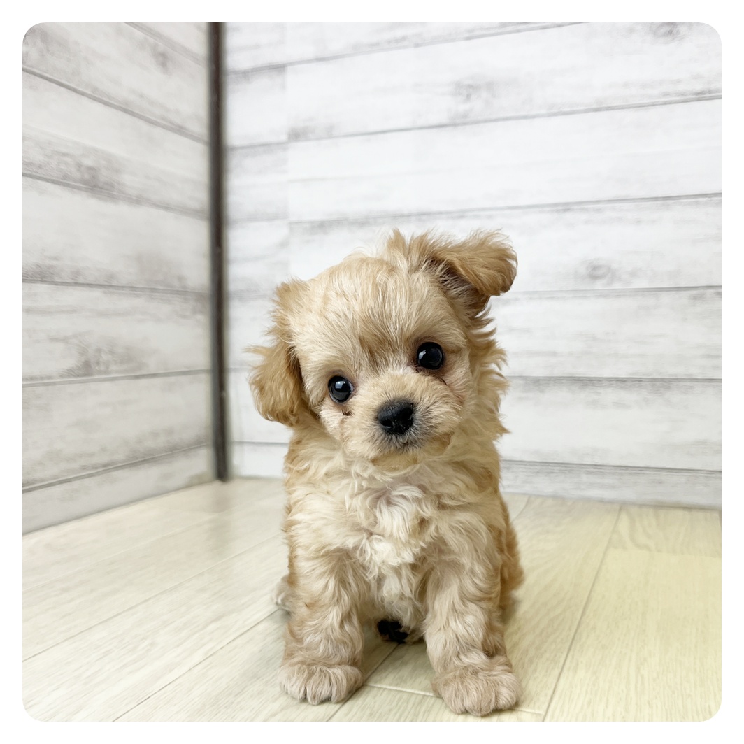 愛知県のチワプー/プーチー(チワワ×プードル) (犬の家＆猫の里豊田店/2026年6月3日生まれ/男の子/アプリコット)の子犬