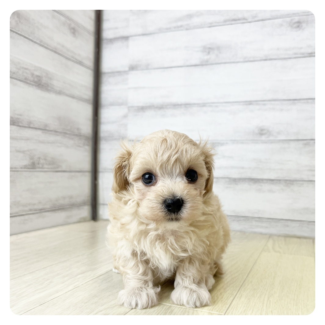 愛知県のマルプー(マルチーズ×プードル) (犬の家＆猫の里愛知刈谷店/2026年6月3日生まれ/女の子/アプリコット)の子犬