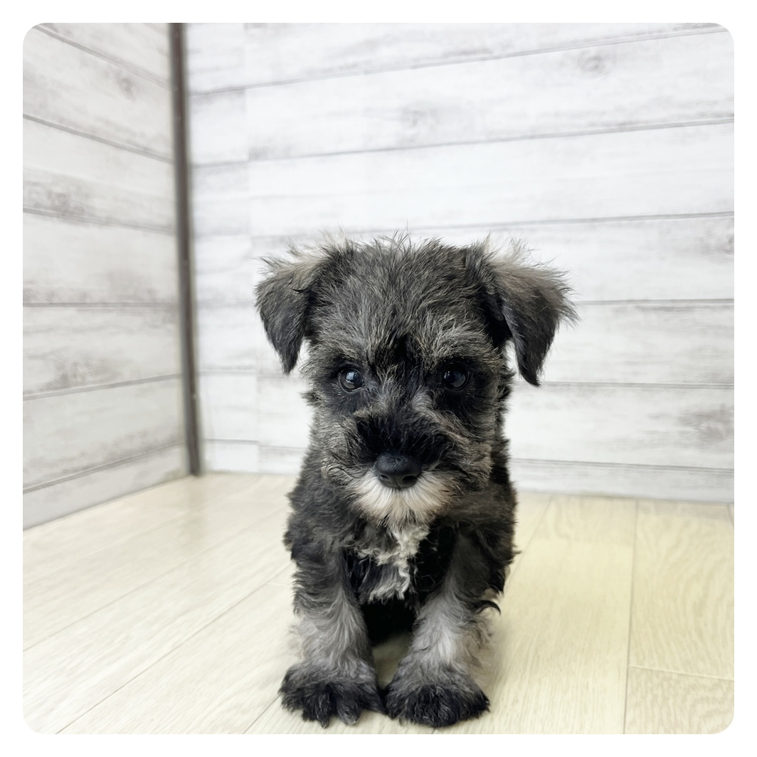 愛知県のミニチュアシュナウザー (犬の家＆猫の里豊田店/2026年6月3日生まれ/女の子/ソルトペッパー)の子犬