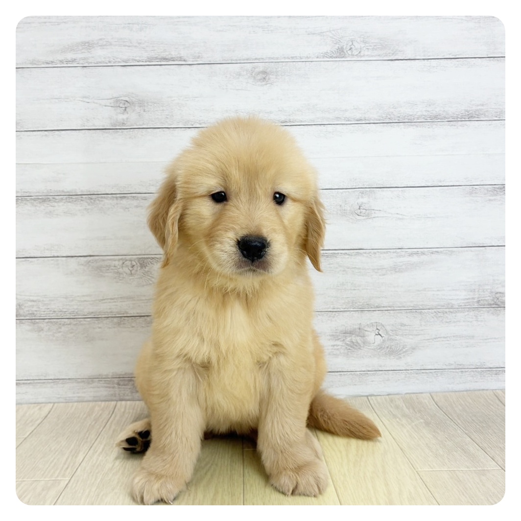 岐阜県のゴールデンレトリバー (犬の家＆猫の里カラフルタウン岐阜店/2026年6月4日生まれ/女の子/ゴールデン)の子犬の4枚目の画像