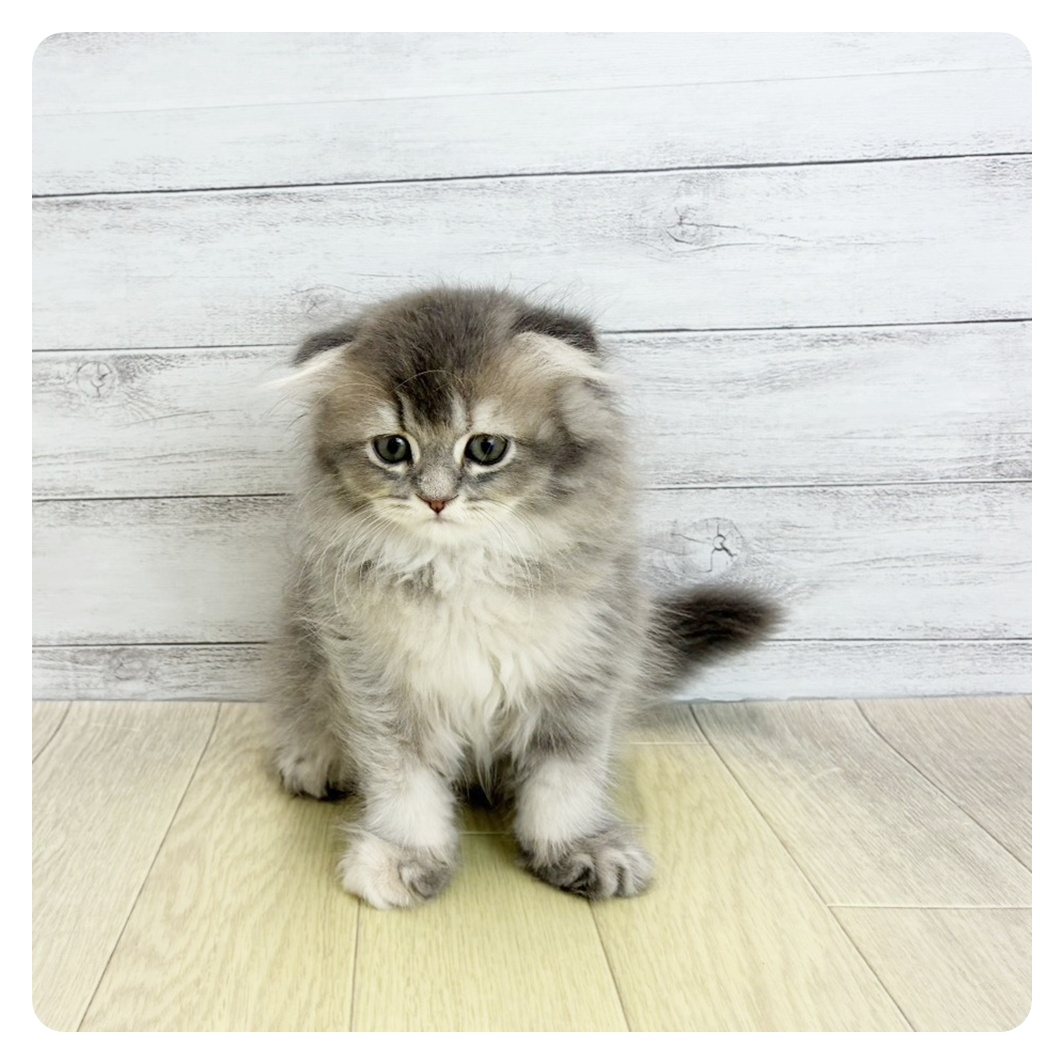 愛知県のスコティッシュフォールド (犬の家＆猫の里MiO香久山店/2026年6月4日生まれ/女の子/ブルーパッチドタビー)の子猫の2枚目の画像