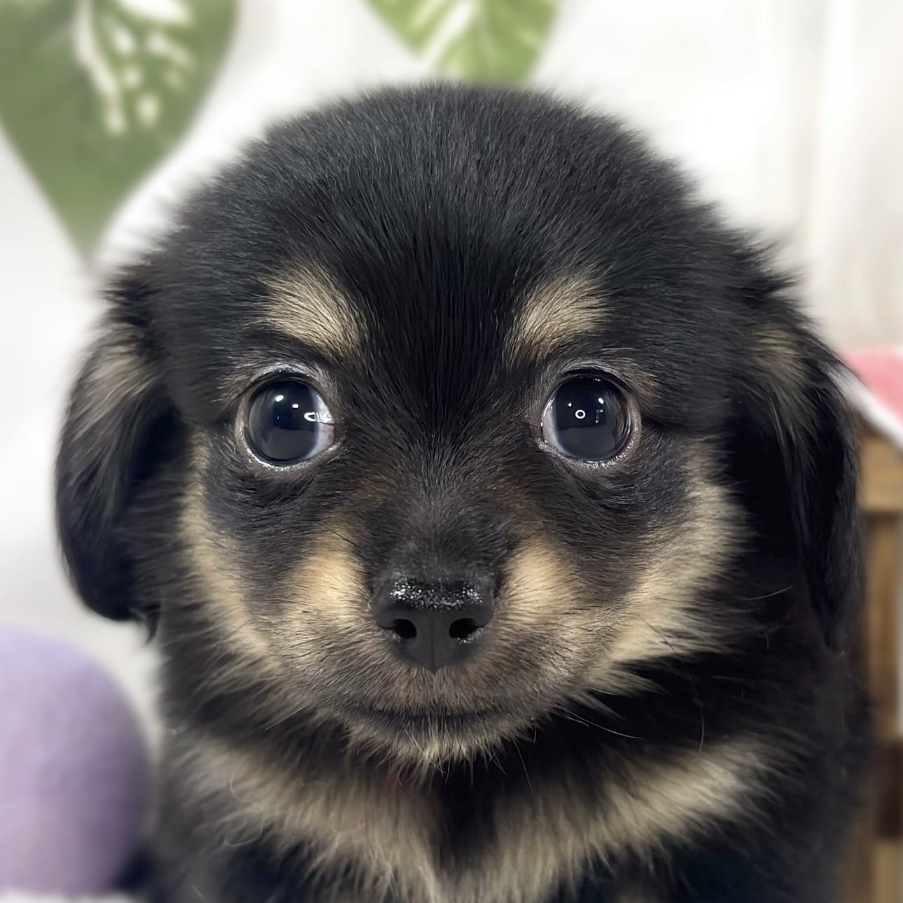 愛知県のチワックス(チワワ×ダックス) (犬の家＆猫の里七宝店/2026年6月7日生まれ/女の子/ブラッククリーム)の子犬