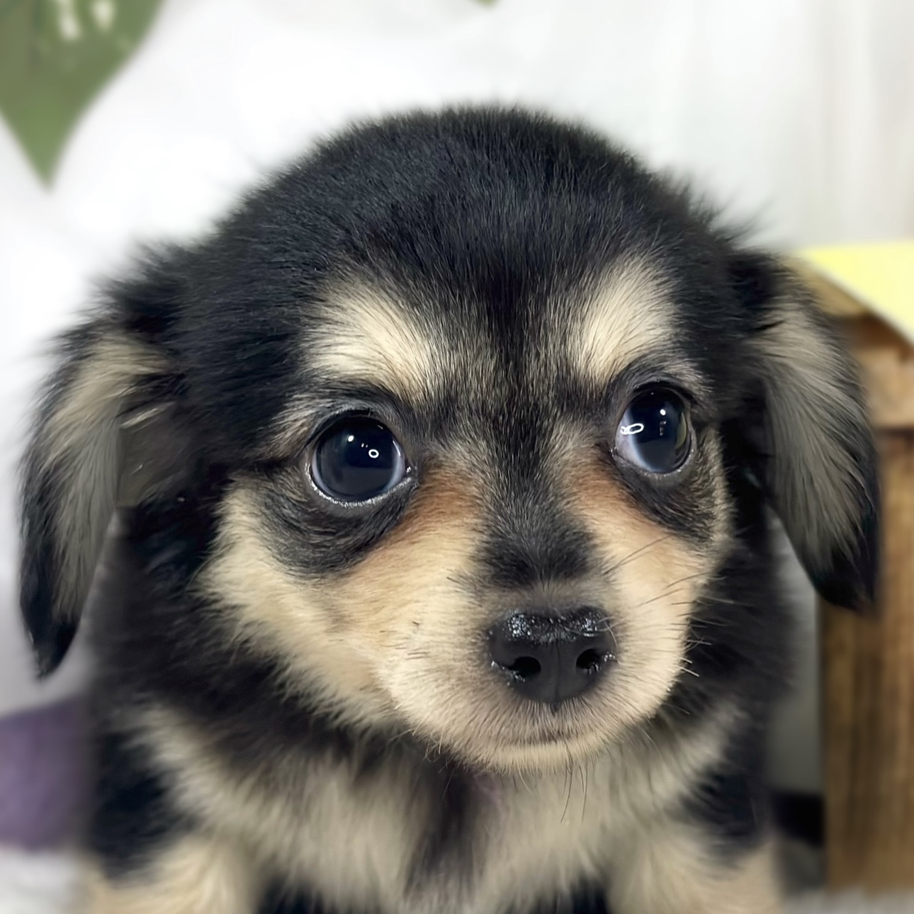 千葉県のチワックス(チワワ×ダックス) (犬の家＆猫の里BIGHOPガーデンモール印西店/2026年6月7日生まれ/女の子/ブラッククリーム)の子犬