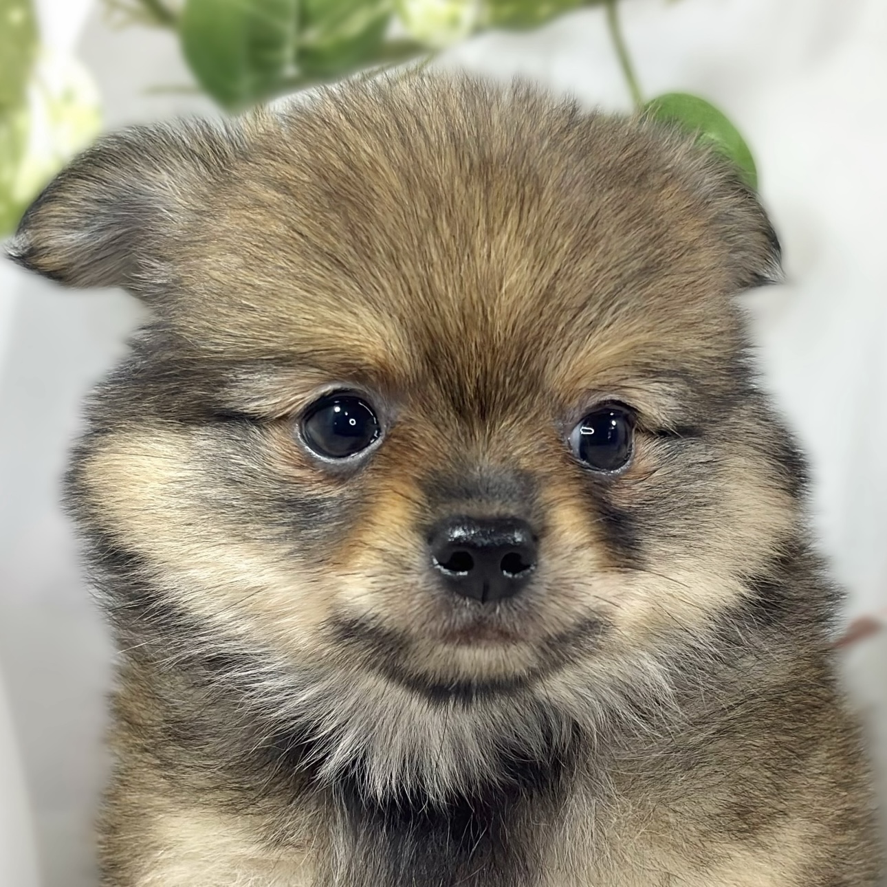 岐阜県のポメチワ/チワポメ/ポメチー(ポメラニアン×チワワ) (犬の家＆猫の里岐南店/2026年6月7日生まれ/女の子/オレンジ)の子犬の2枚目の画像