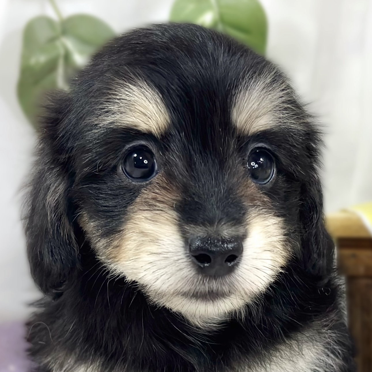 愛知県のマルックス(マルチーズ×ダックス) (犬の家＆猫の里豊川インター店/2026年6月7日生まれ/女の子/ブラッククリーム)の子犬の4枚目の画像