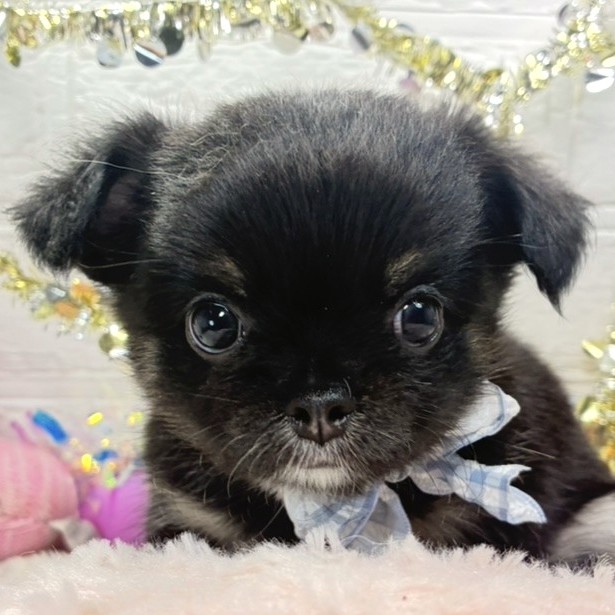 長野県のチワワ(ロング) (犬の家＆猫の里長野店/2026年6月5日生まれ/男の子/ブラックタン)の子犬