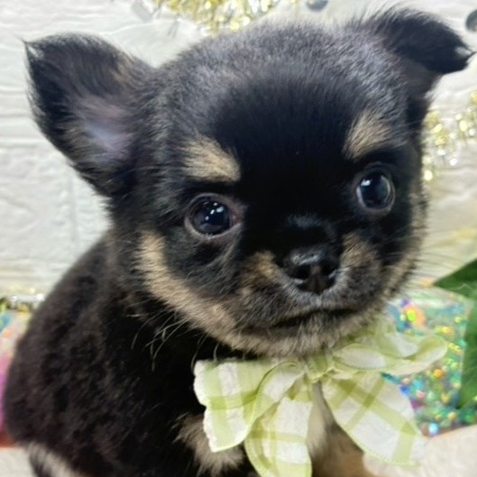 愛知県のチワワ(ロング) (犬の家＆猫の里春日井本店/2026年6月5日生まれ/男の子/ブラックタン)の子犬