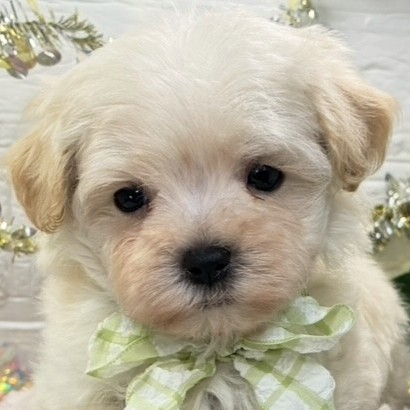 兵庫県のマルプー(マルチーズ×プードル) (犬の家＆猫の里尼崎店/2026年5月30日生まれ/男の子/クリーム)の子犬の1枚目の画像