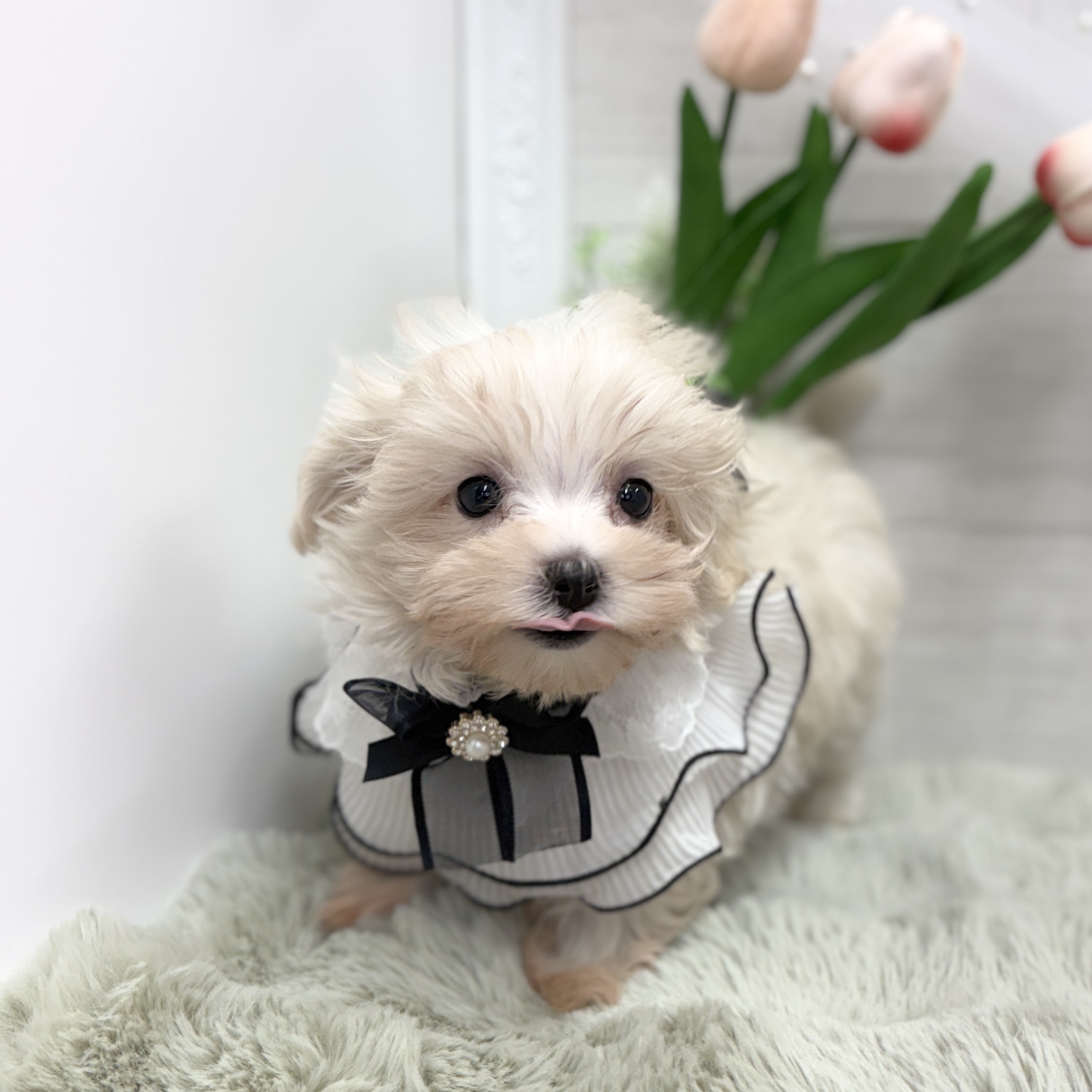 神奈川県のマルプー(マルチーズ×プードル) (犬の家＆猫の里相模原店/2026年5月30日生まれ/女の子/クリーム)の子犬の2枚目の画像